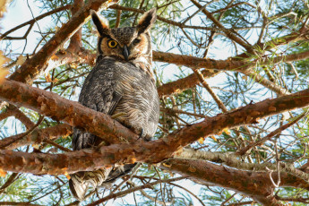 Картинка животные совы птичка
