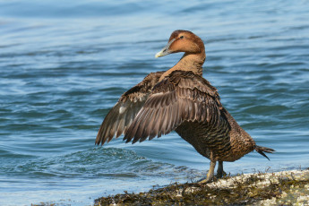Картинка животные утки птичка