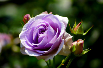 Картинка цветы розы бутоны