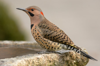 Картинка животные дятлы птичка