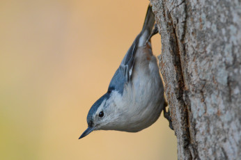 Картинка животные поползни птичка