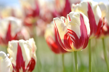Картинка цветы тюльпаны двухцветный