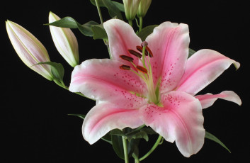 Картинка цветы лилии +лилейники лилия розовый макро бутоны