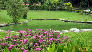 Картинка природа парк водоем камни цветы