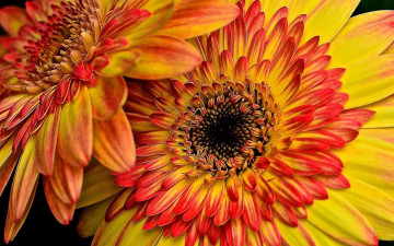 Картинка цветы герберы пара оранжевые