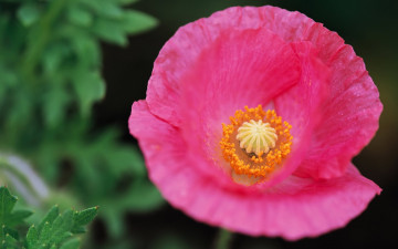 Картинка цветы маки цветок мак сердцевина розовый