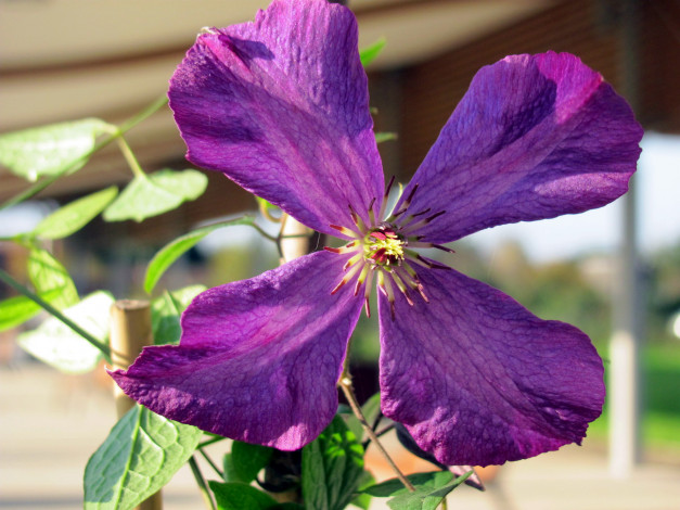 Обои картинки фото цветы, клематис , ломонос, макро