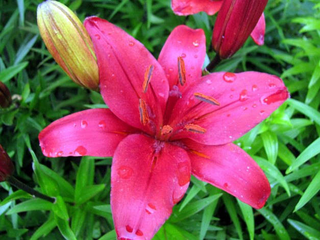 Обои картинки фото цветы, лилии,  лилейники, капли