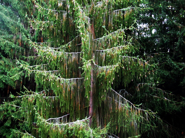 Обои картинки фото природа, деревья, оригинальное