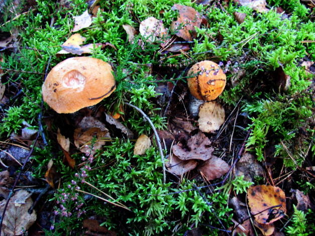 Обои картинки фото природа, грибы, подосиновик