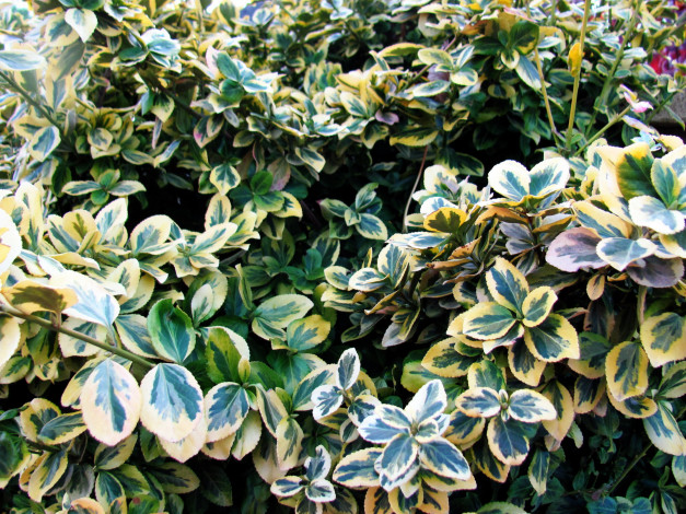 Обои картинки фото природа, листья, макро