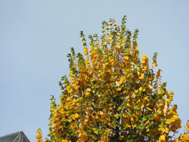 Обои картинки фото природа, листья, осень