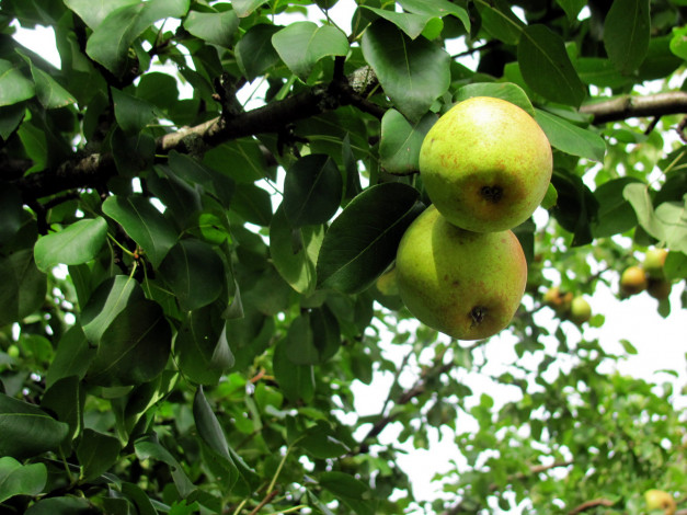 Обои картинки фото природа, плоды, груши