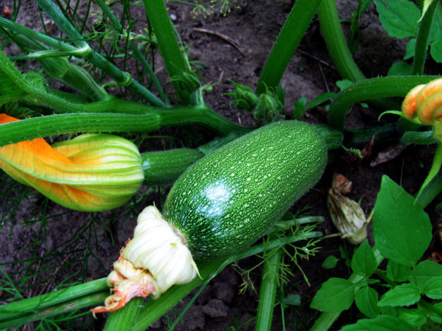 Обои картинки фото природа, плоды, кабачок