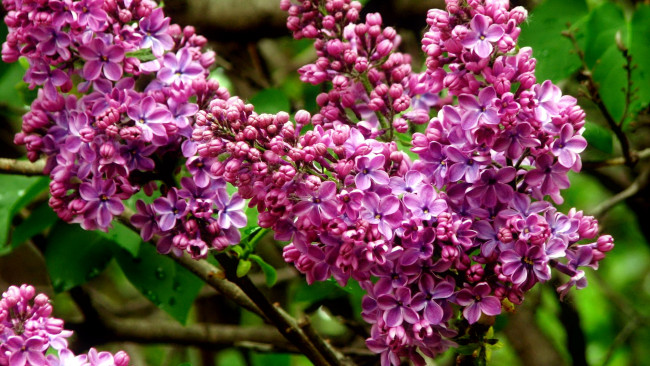 Обои картинки фото цветы, сирень, весна