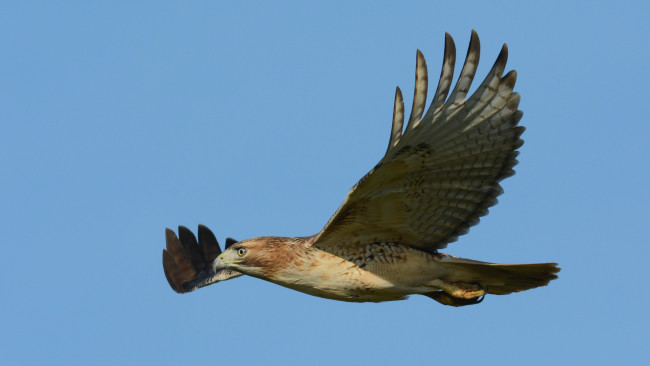 Обои картинки фото животные, птицы - хищники, птичка