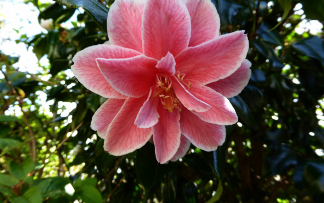 Обои картинки фото цветы, камелии, макро