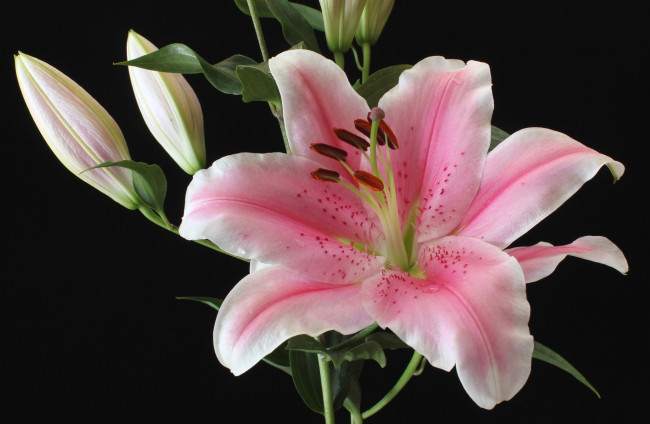 Обои картинки фото цветы, лилии,  лилейники, лилия, розовый, макро, бутоны