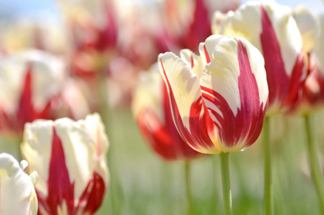 Обои картинки фото цветы, тюльпаны, двухцветный