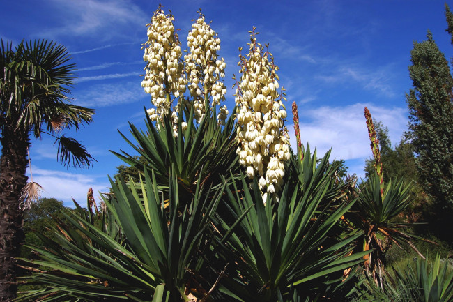 Обои картинки фото цветы, экзотика