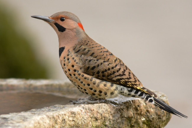 Обои картинки фото животные, дятлы, птичка