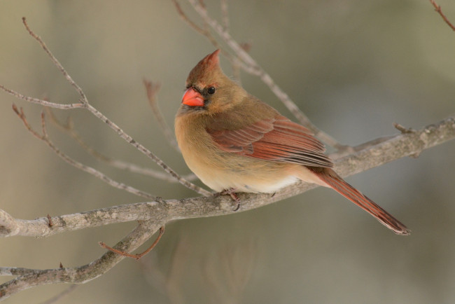Обои картинки фото животные, кардиналы, птичка