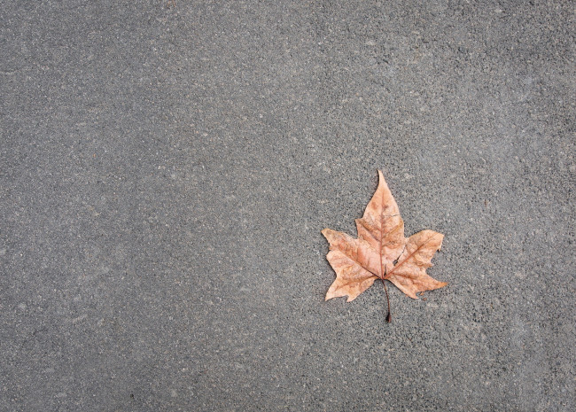 Обои картинки фото природа, листья, дорога, лист, фон