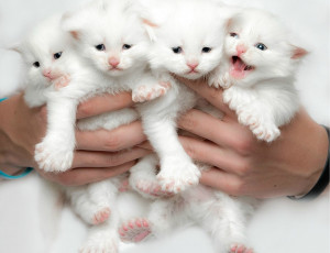 Картинка животные коты котята