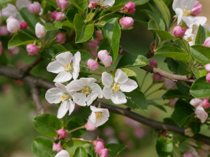 Картинка цветы цветущие+деревья+ +кустарники дерево цветение весна ветки
