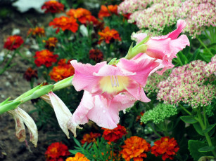 Картинка цветы гладиолусы розовый