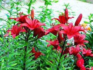 Картинка цветы лилии +лилейники бордо