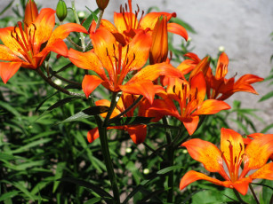 Картинка цветы лилии +лилейники оранжевый