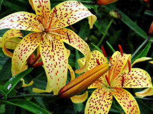 Картинка цветы лилии +лилейники тигровая