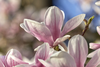 Картинка цветы магнолии весна макро магнолия