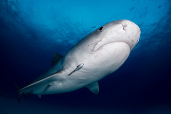 Картинка животные акулы хищник