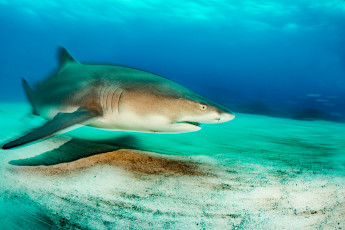 Картинка животные акулы рыбка