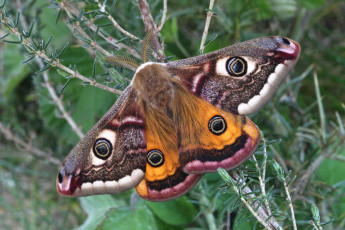 Картинка животные бабочки +мотыльки +моли бабочка