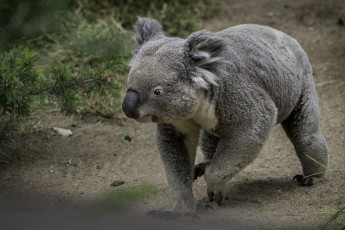 Картинка животные коалы мишка