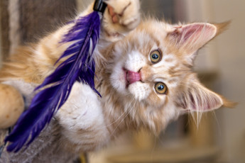 Картинка животные коты перо кот мейн-кун