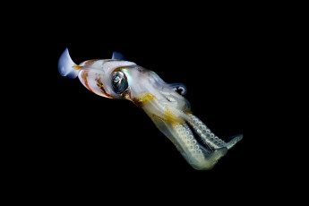 Картинка животные морская+фауна кальмар