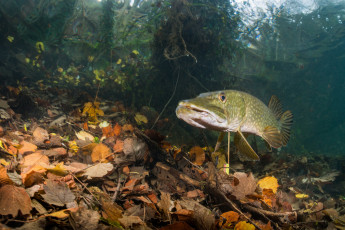 Картинка животные рыбы рыбка