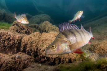 Картинка животные рыбы рыбка