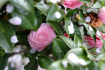 Картинка цветы камелии дерево камелия весна