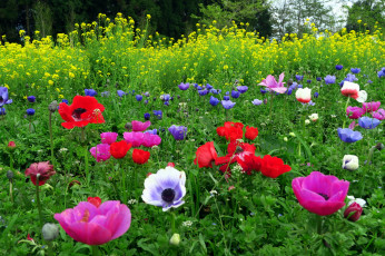 Картинка цветы разные+вместе анемоны маки