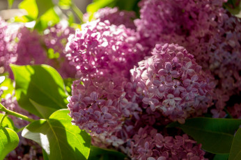 Картинка цветы сирень макро весна