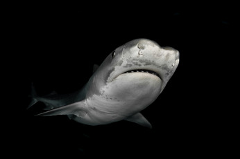 Картинка животные акулы хищник