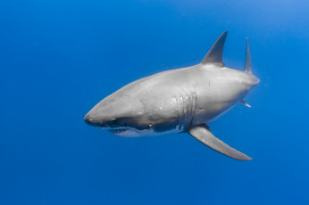 Картинка животные акулы рыбка