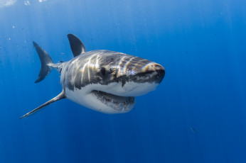 Картинка животные акулы рыбка