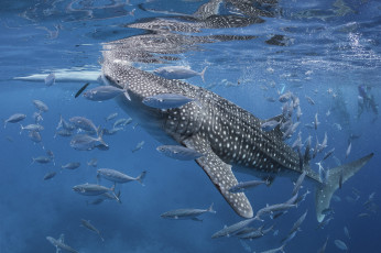 Картинка животные акулы рыбка