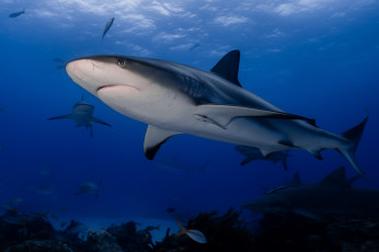 Картинка животные акулы рыбка